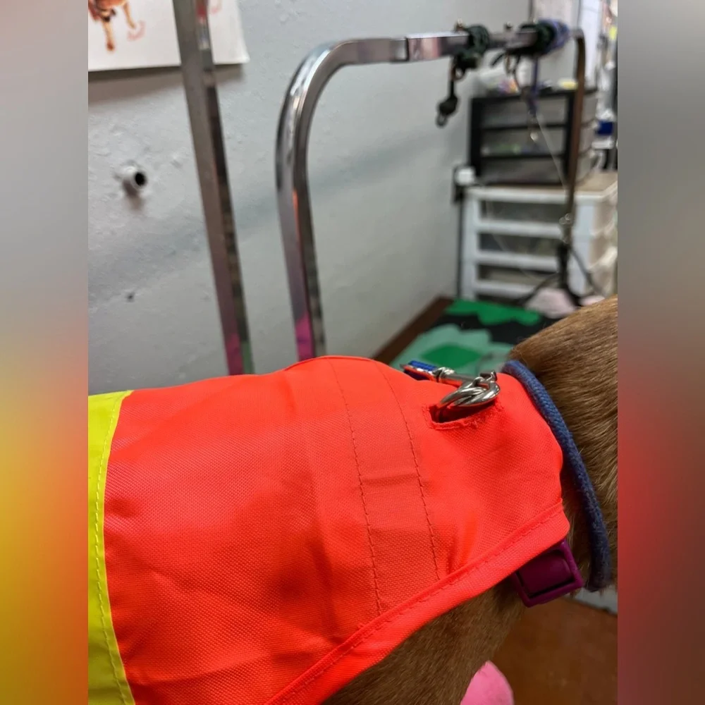 Orange Dog Safety Vest
